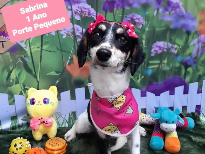 Cachorro raça SRD-ViraLata idade 1 ano nome Sabrina
