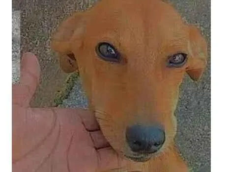 Cachorro ra a SRD-ViraLata idade 3 anos nome Ella