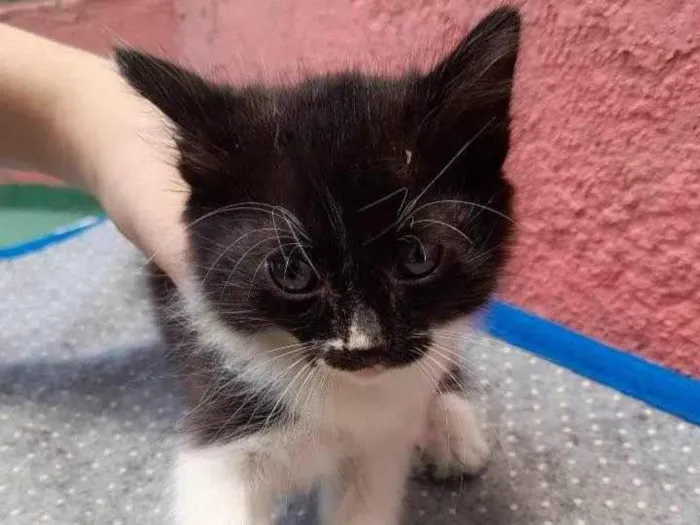 Gato ra a SRD-ViraLata idade 2 a 6 meses nome Sem nome