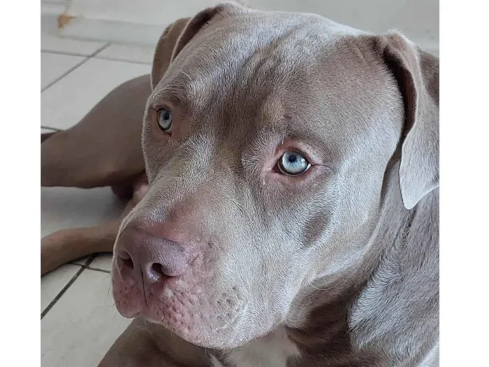 Cachorro ra a Pit-Bull idade 7 a 11 meses nome Thor