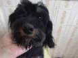 Moranguinha