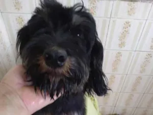 Cachorro raça SRD-ViraLata idade 1 ano nome Moranguinha