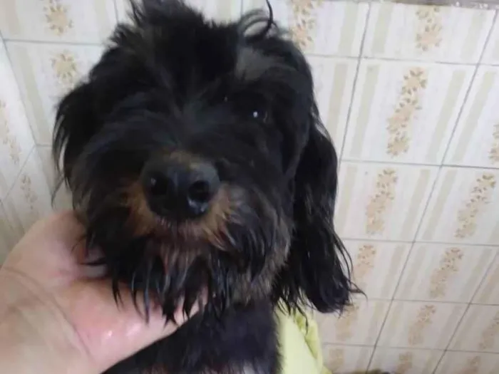 Cachorro ra a SRD-ViraLata idade 1 ano nome Moranguinha