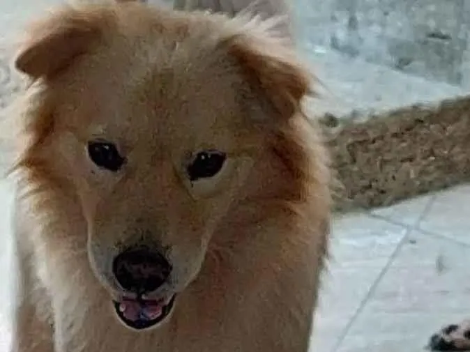 Cachorro ra a SRD-ViraLata idade 2 anos nome Dorito 