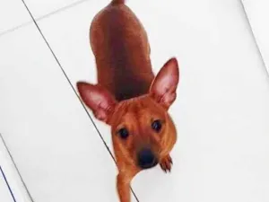 Cachorro raça Pinsher idade 2 anos nome Polegar
