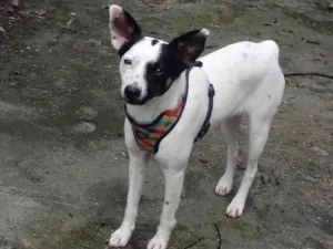 Cachorro raça SRD-ViraLata idade 2 anos nome Doçura 