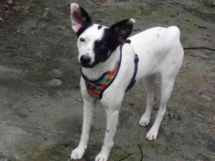 Cachorro ra a SRD-ViraLata idade 2 anos nome Doçura 