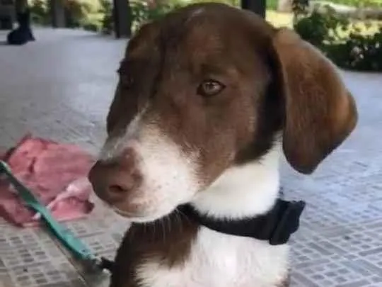 Cachorro ra a SRD-ViraLata idade 2 anos nome Cher