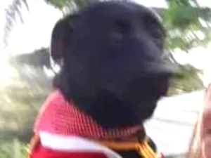 Cachorro raça SRD-ViraLata idade 1 ano nome Tina