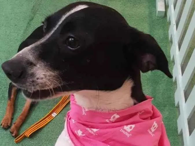 Cachorro ra a SRD-ViraLata idade 2 anos nome Madalena 