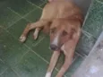 Cotozinho 