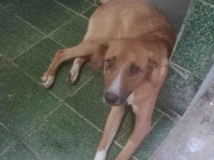 Cachorro raça SRD-ViraLata idade 1 ano nome Cotozinho 
