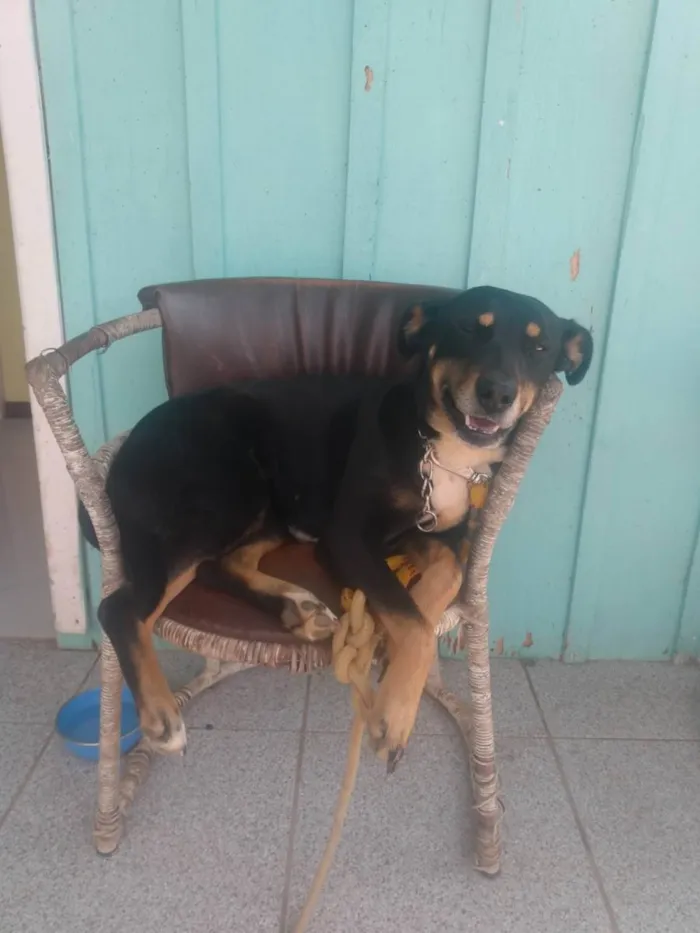 Cachorro ra a Sem raça definida idade 3 anos nome Camila 