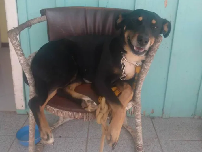 Cachorro ra a Sem raça definida idade 3 anos nome Camila 