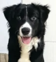 Cachorro raça Border Collie idade 7 a 11 meses nome Adão