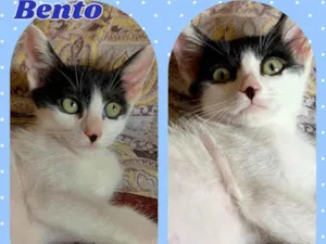 Gato raça Srd idade 2 a 6 meses nome Bento