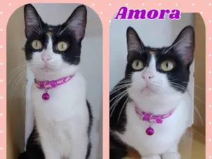 Gato raça Srd idade 2 anos nome Gatos lindos 