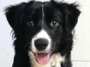 Cachorro raça Border Collie idade 7 a 11 meses nome Adão