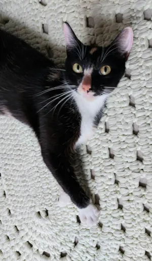 Gato raça srd idade 7 a 11 meses nome Gatinha