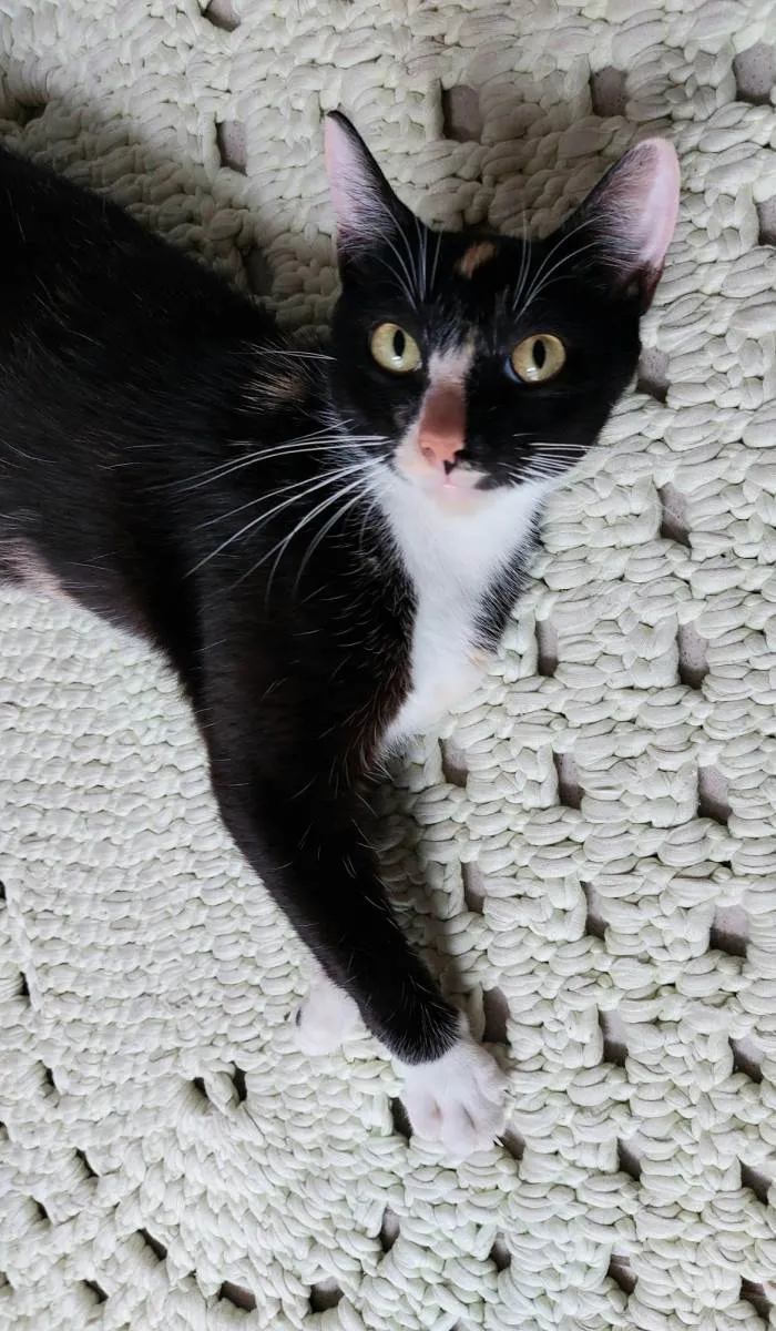 Gato raça srd idade 7 a 11 meses nome Gatinha