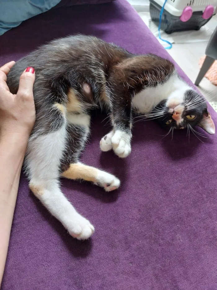 Gato raça srd idade 7 a 11 meses nome Gatinha