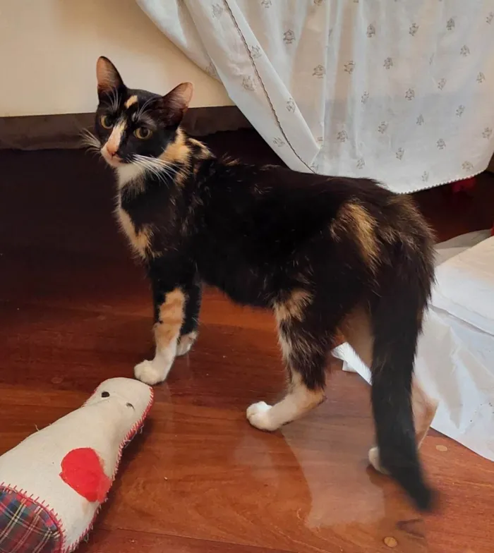 Gato raça srd idade 7 a 11 meses nome Gatinha