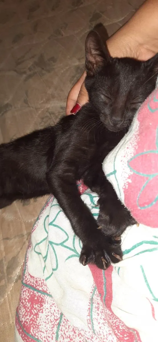 Gato ra a SRD-ViraLata idade Abaixo de 2 meses nome T’Challa (Pantera negra)