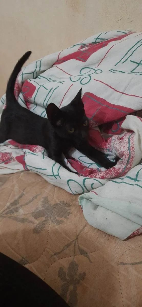 Gato ra a SRD-ViraLata idade Abaixo de 2 meses nome T’Challa (Pantera negra)
