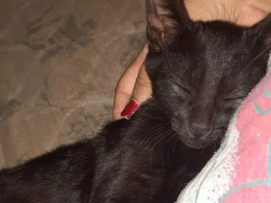 Gato raça SRD-ViraLata idade Abaixo de 2 meses nome T’Challa (Pantera negra)