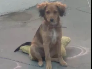 Cachorro raça cruza de vira lata e Rottweile idade 7 a 11 meses nome Estrela