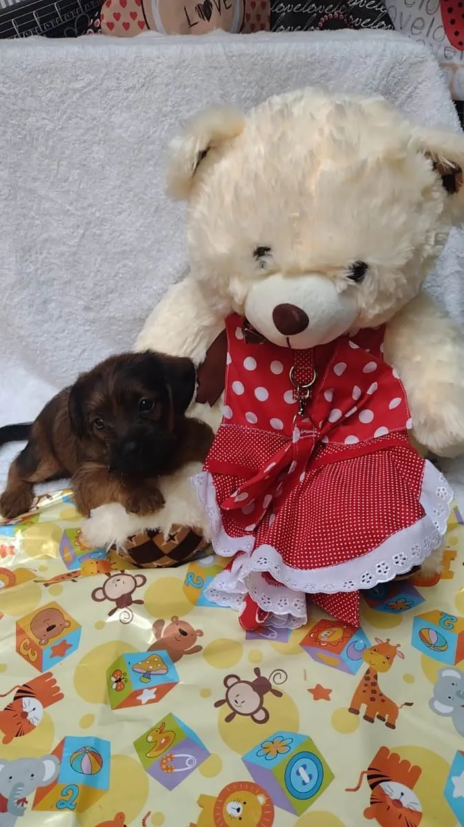 Cachorro raça SRD-ViraLata idade Abaixo de 2 meses nome Leia organic