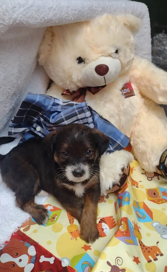 Cachorro raça SRD-ViraLata idade Abaixo de 2 meses nome Peter parker