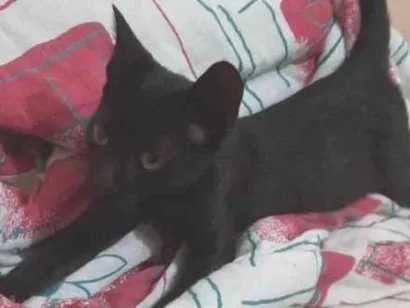 Gato raça SRD-ViraLata idade Abaixo de 2 meses nome T’Challa (Pantera negra)