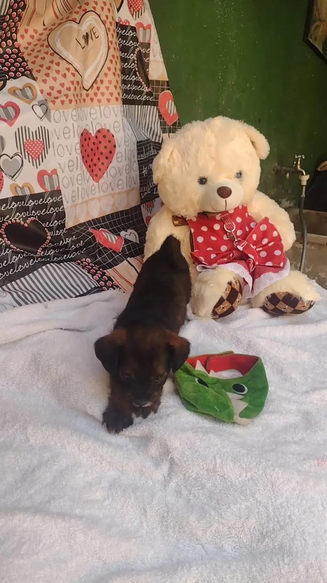 Cachorro raça SRD-ViraLata idade Abaixo de 2 meses nome Mary jane 