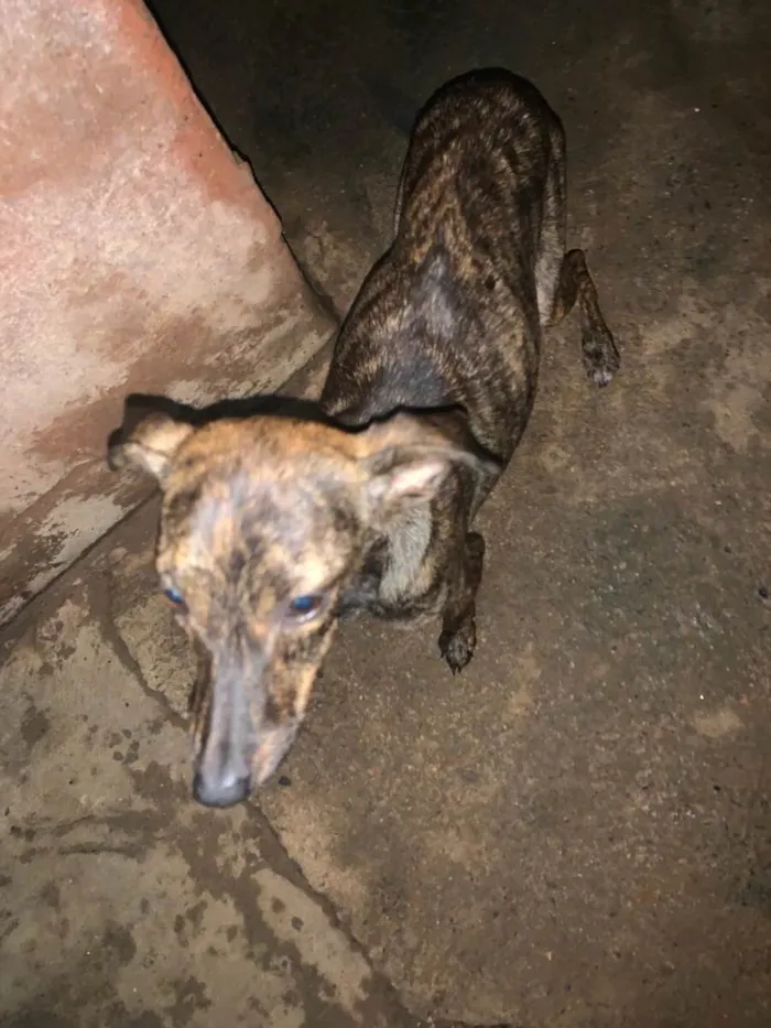 Cachorro ra a SRD-ViraLata idade 7 a 11 meses nome Eda 