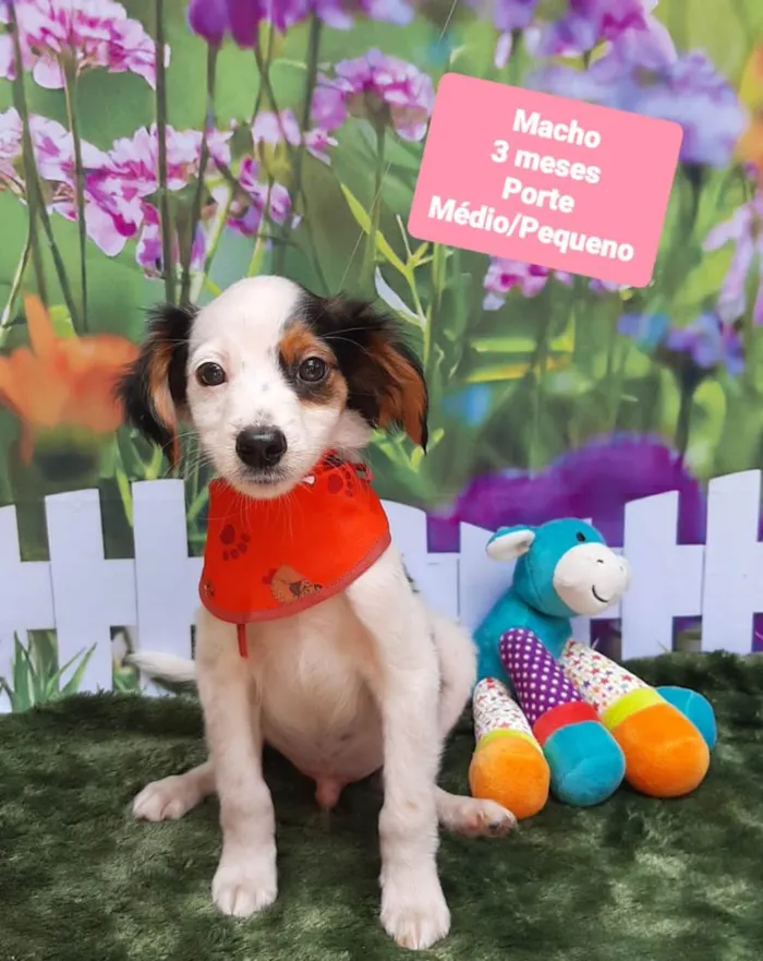 Cachorro raça SRD-ViraLata idade 2 a 6 meses nome Billy