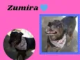 Zumira