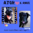 Cachorro raça SRD-ViraLata idade 6 ou mais anos nome Ator