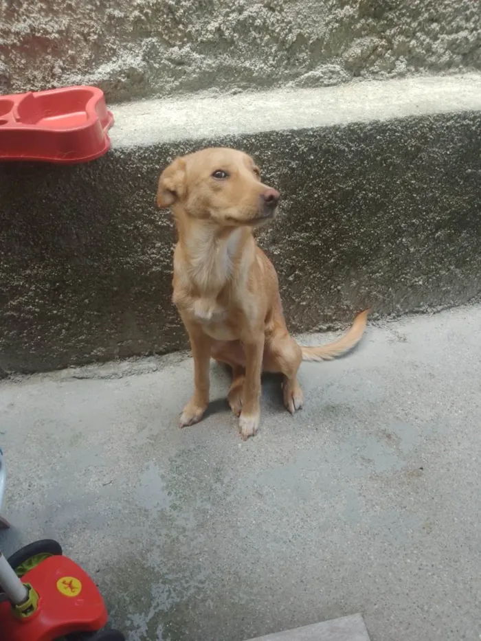 Cachorro ra a Vira lata idade 7 a 11 meses nome Bradock 