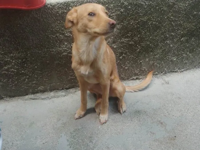 Cachorro ra a Vira lata idade 7 a 11 meses nome Bradock 