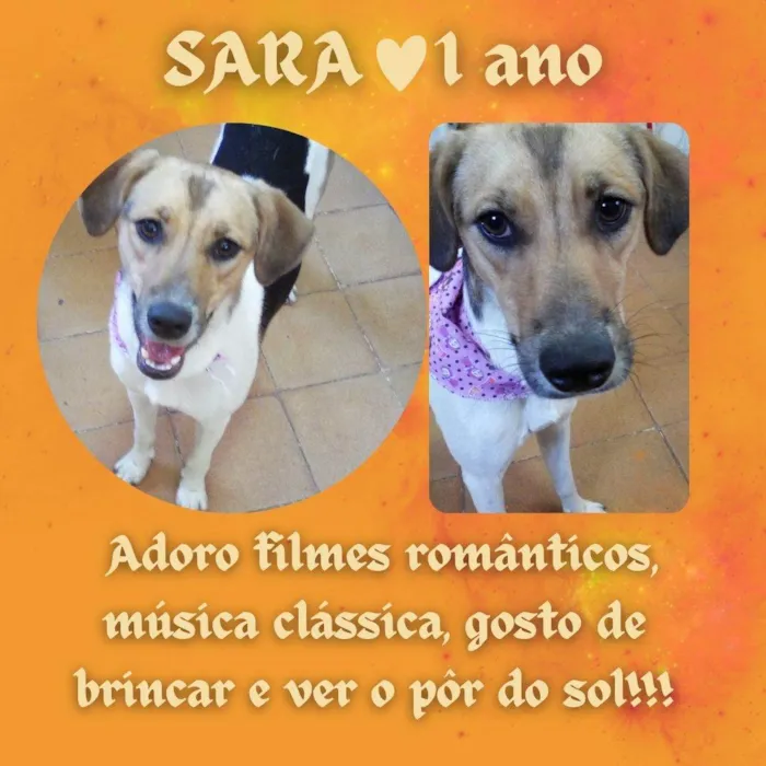 Cachorro ra a SRD-ViraLata idade 1 ano nome Sara