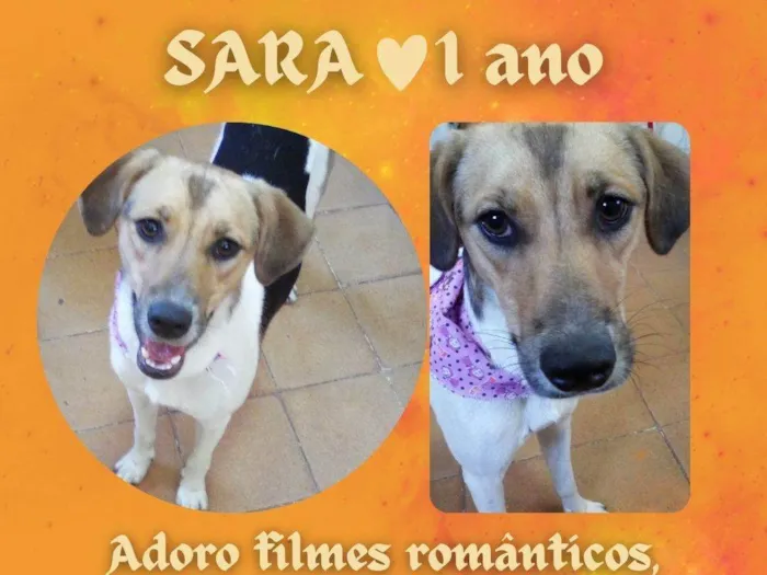 Cachorro ra a SRD-ViraLata idade 1 ano nome Sara