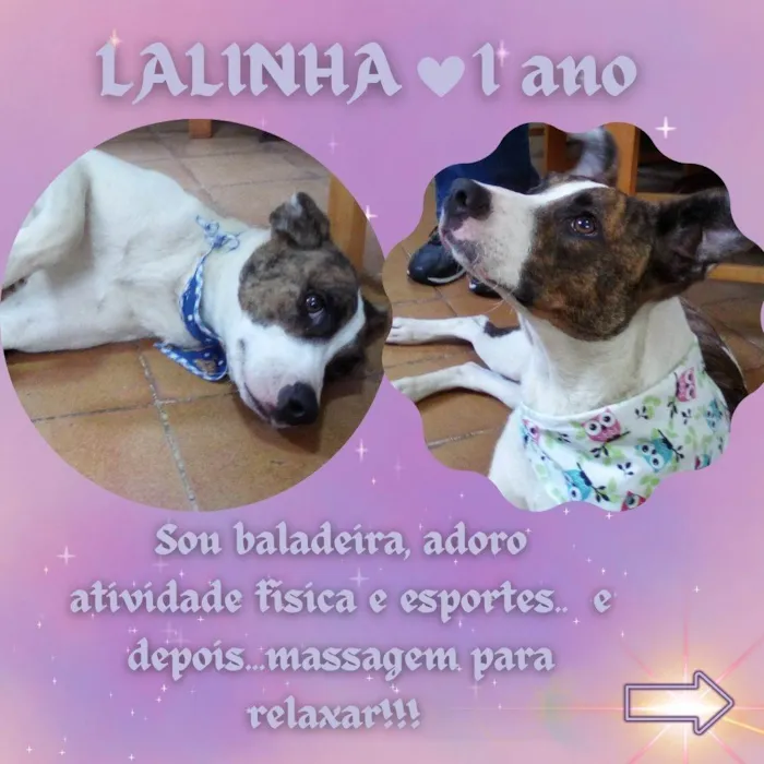 Cachorro ra a SRD-ViraLata idade 1 ano nome Lalinha