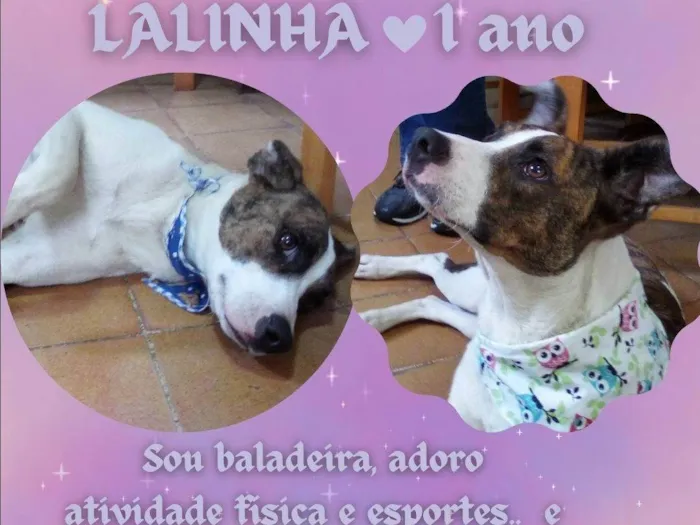 Cachorro ra a SRD-ViraLata idade 1 ano nome Lalinha