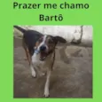 Bartô