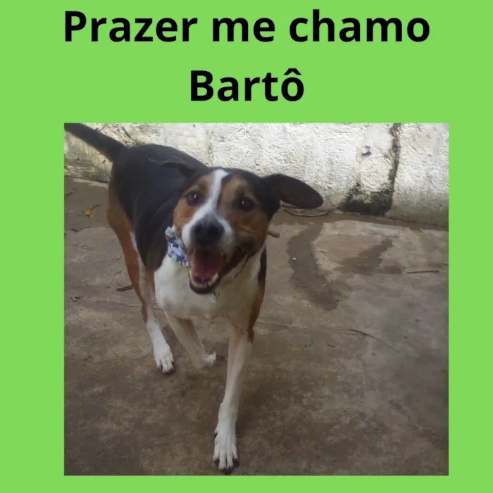 Cachorro ra a SRD-ViraLata idade 5 anos nome Bartô