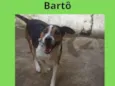 Bartô