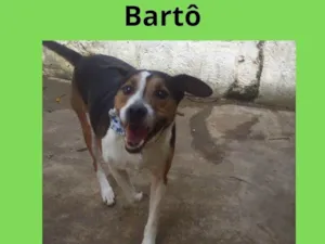 Cachorro raça SRD-ViraLata idade 5 anos nome Bartô