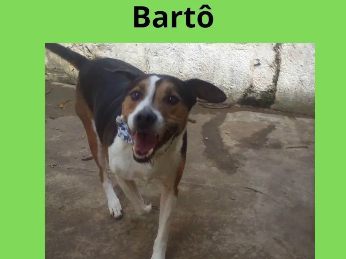 Cachorro ra a SRD-ViraLata idade 5 anos nome Bartô