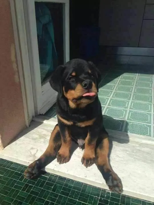 Cachorro ra a Rottweiler idade  nome Spike